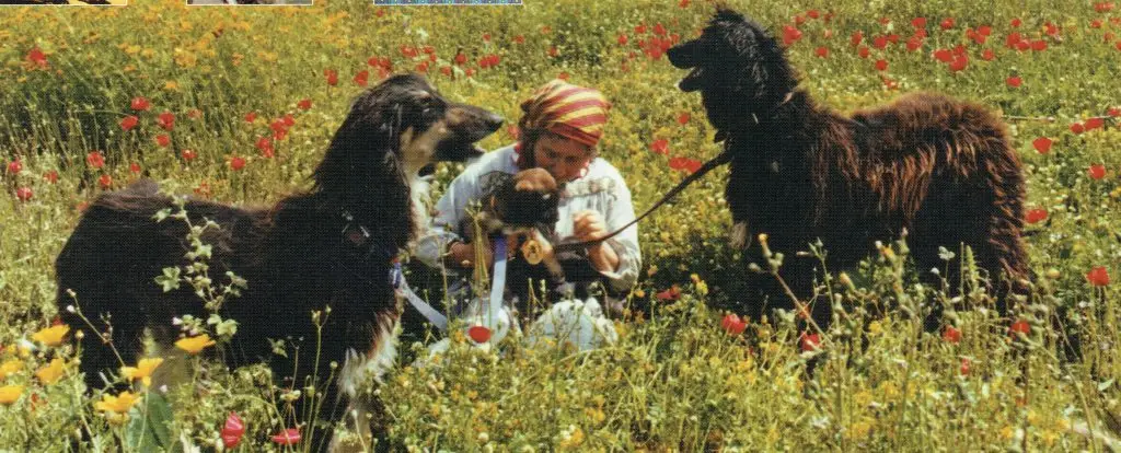 Afghan hounds juliette greece
